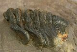 Rare, Spiny Lichid (Acanthopyge) Trilobite - Atchana, Morocco #312765-7